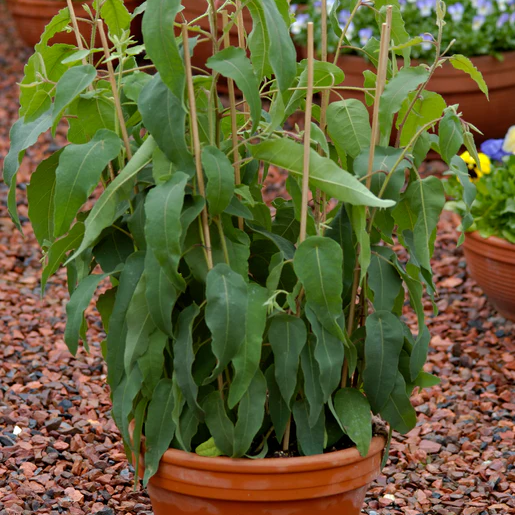 West Coast Seeds Eucalyptus - Lemon Bush