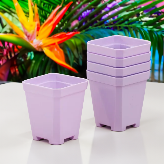 Square Nursery Pots 2.75 Inch - Purple