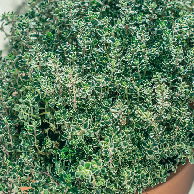 McKenzie Seeds Organic Thyme Seeds