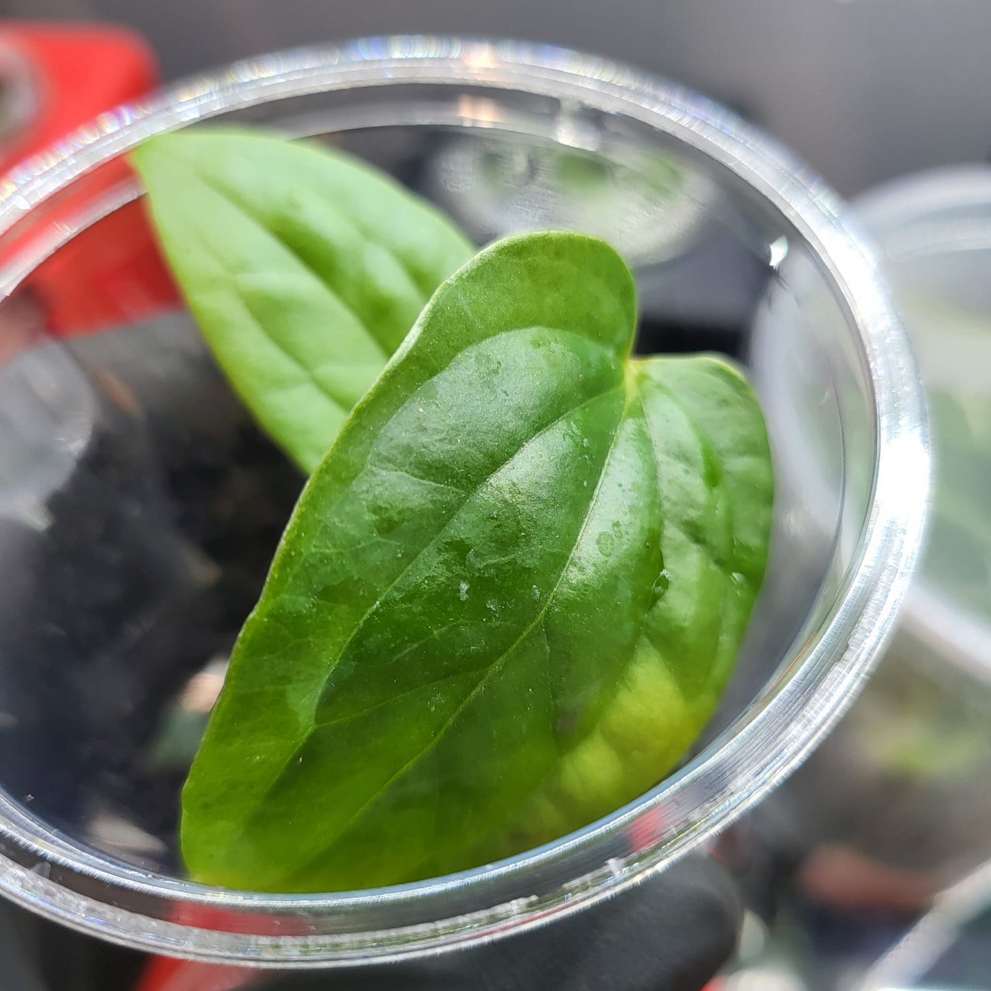 Anthurium Luxurians x Magnificum Verde - Small