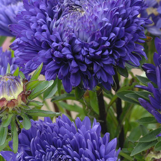 West Coast Seeds Aster - King Size Mid-Blue
