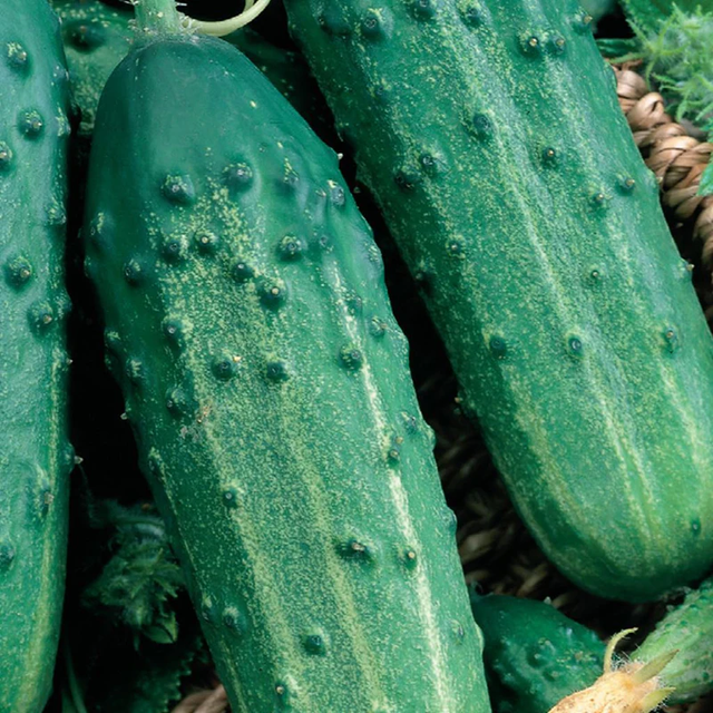 McKenzie Seeds Organic Cucumber Seeds, Sumter