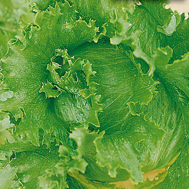 McKenzie Seeds Lettuce Seeds, Summertime