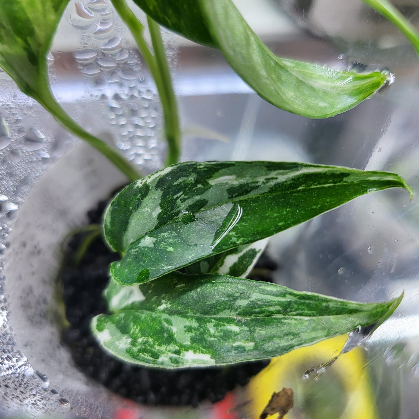 Epipremnum Pinnatum Albo - Small