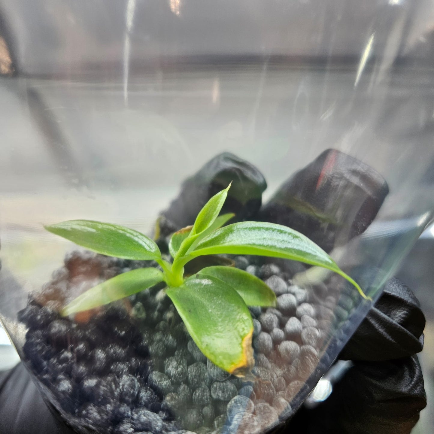 Philodendron Spiritus-Sancti