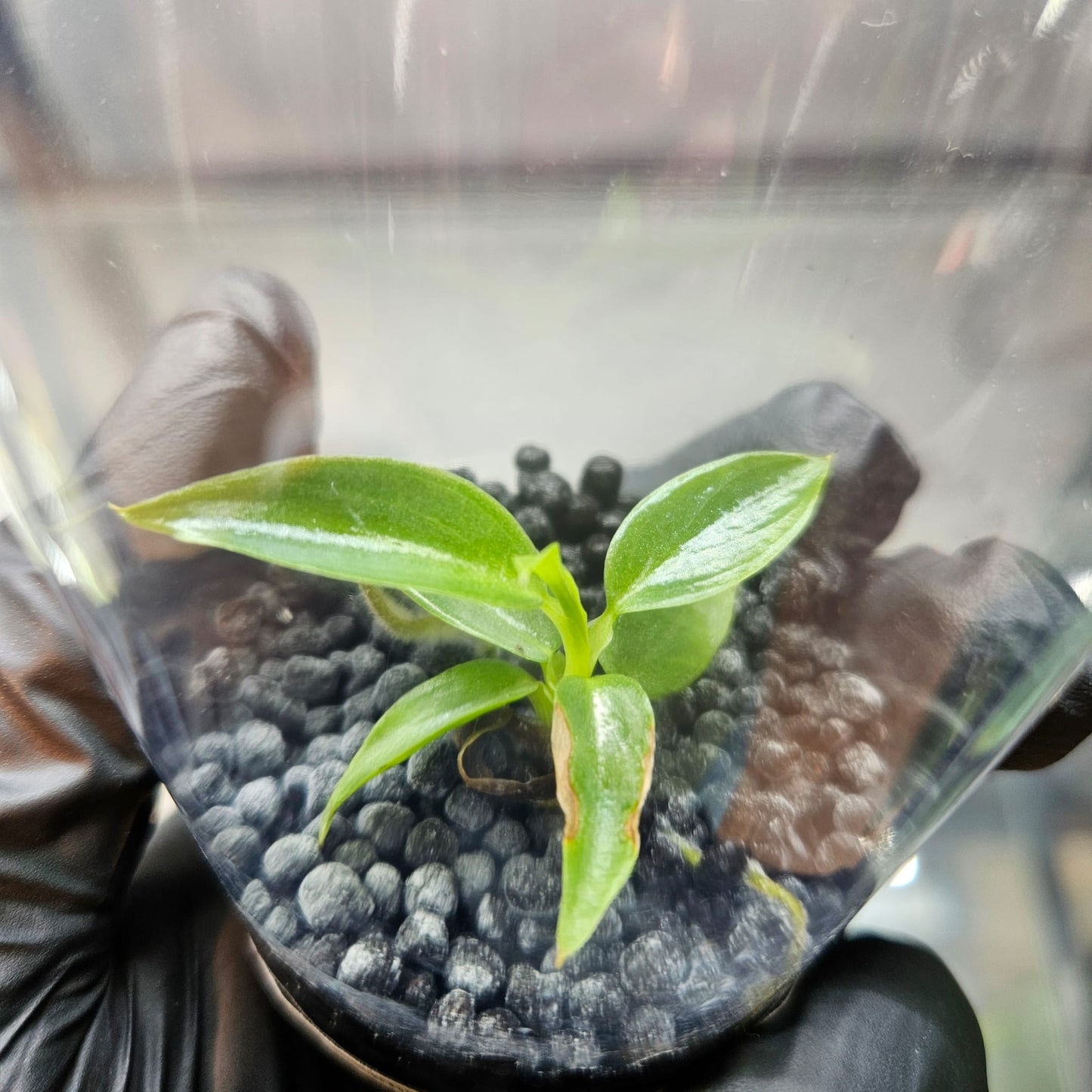 Philodendron Spiritus-Sancti