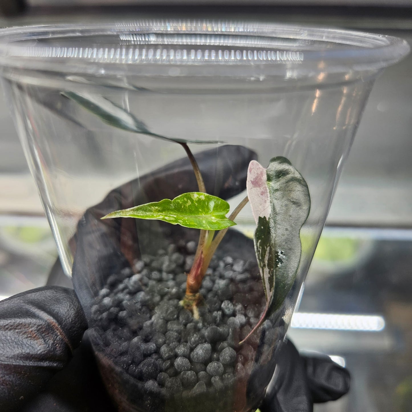 Alocasia Bambino Pink Variegated