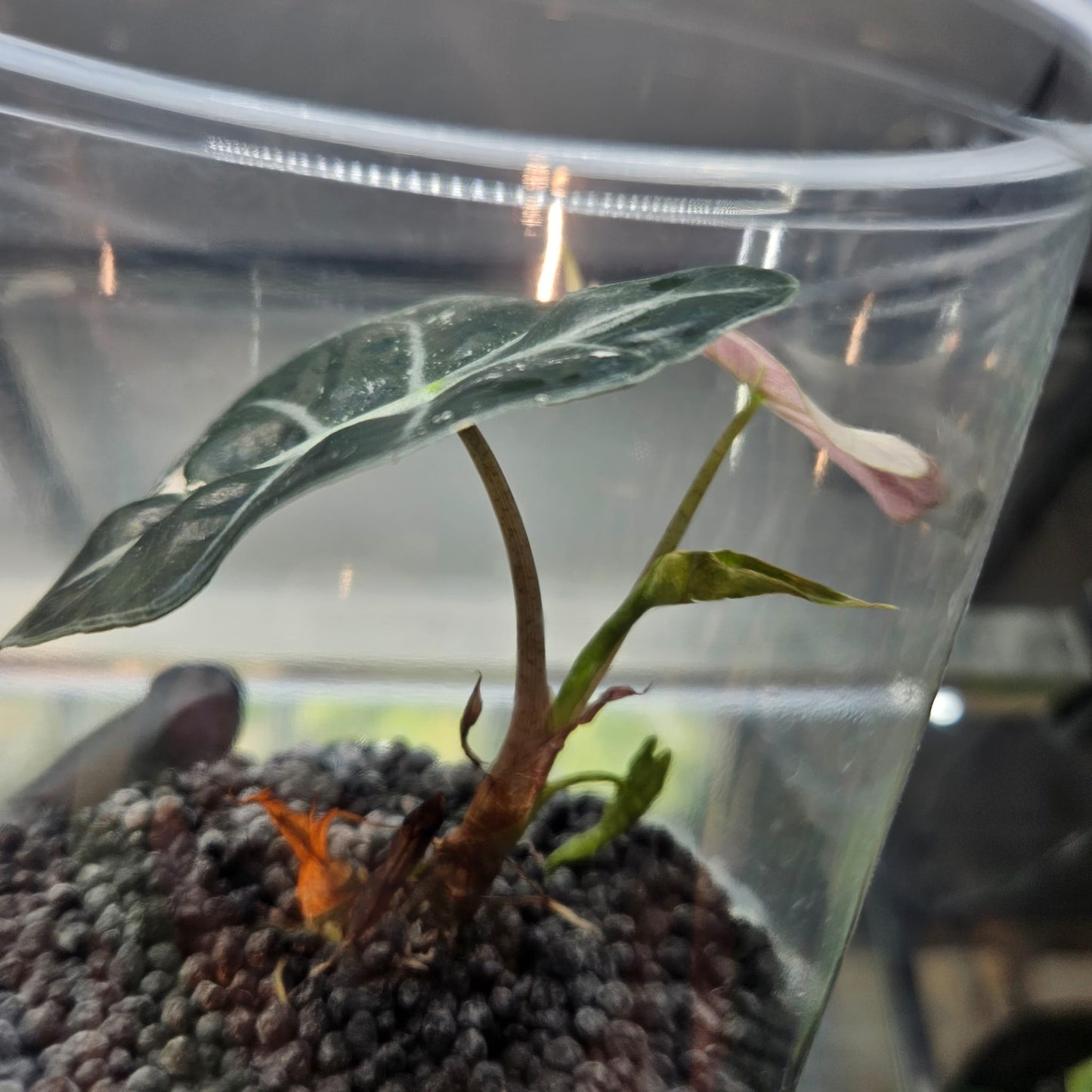 Alocasia Pink Polly Variegated
