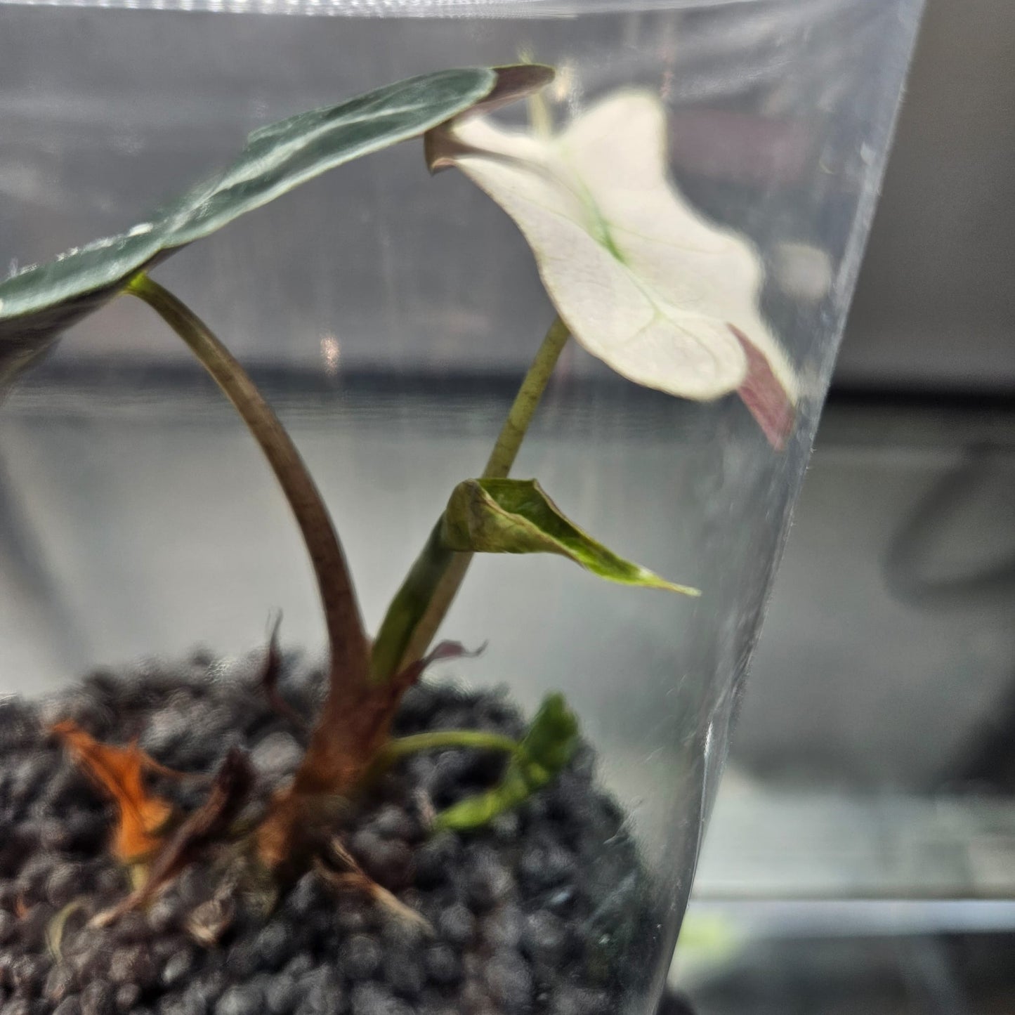 Alocasia Pink Polly Variegated
