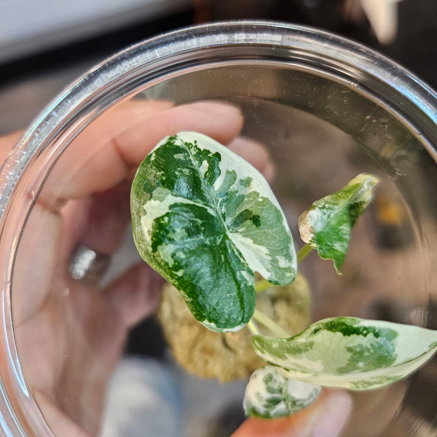 Alocasia Frydek Variegated - Small