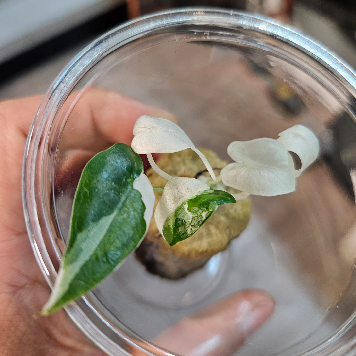 Alocasia Odora Okinawa Silver - Small