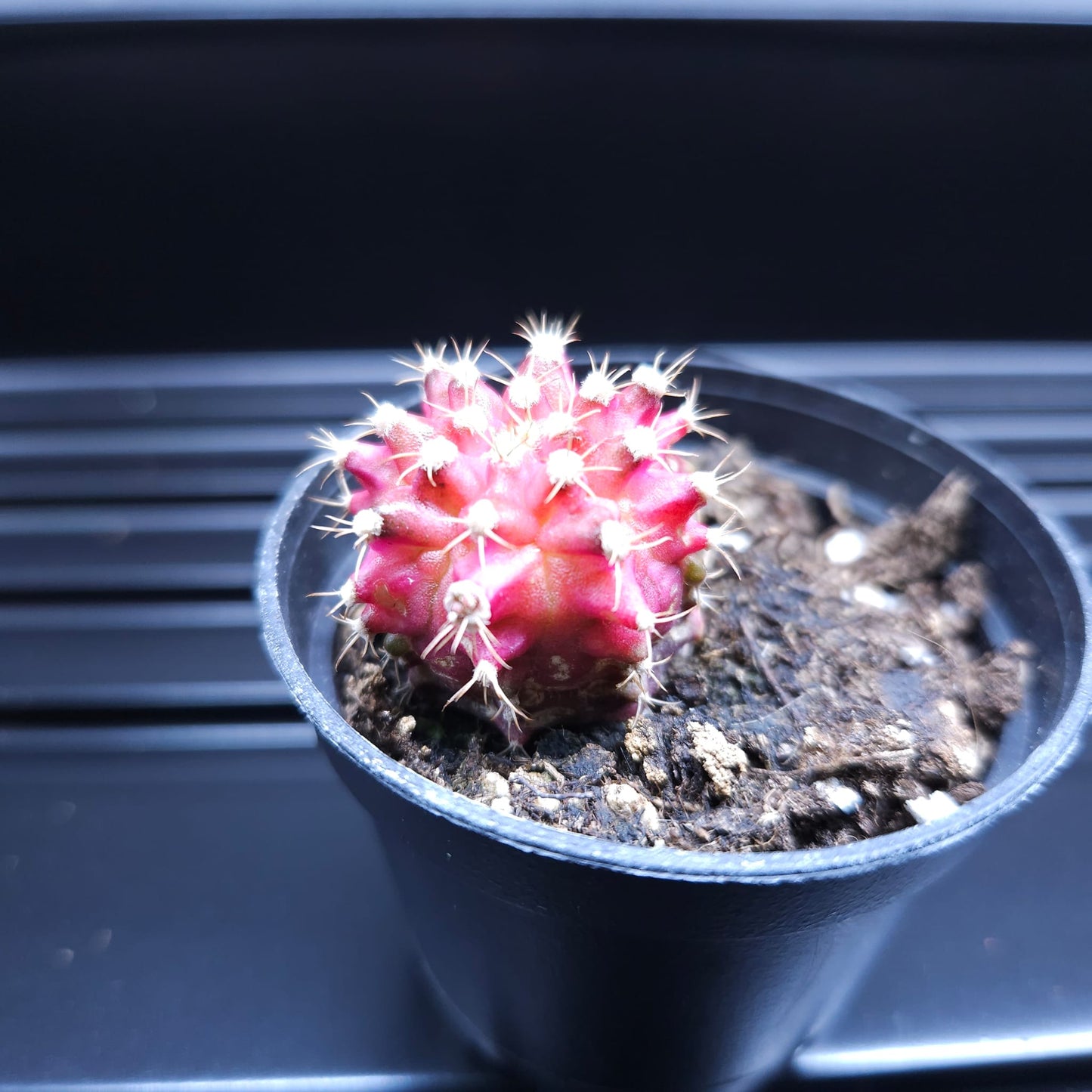 Gymnocalycium Mihanovichii Pink Diamond