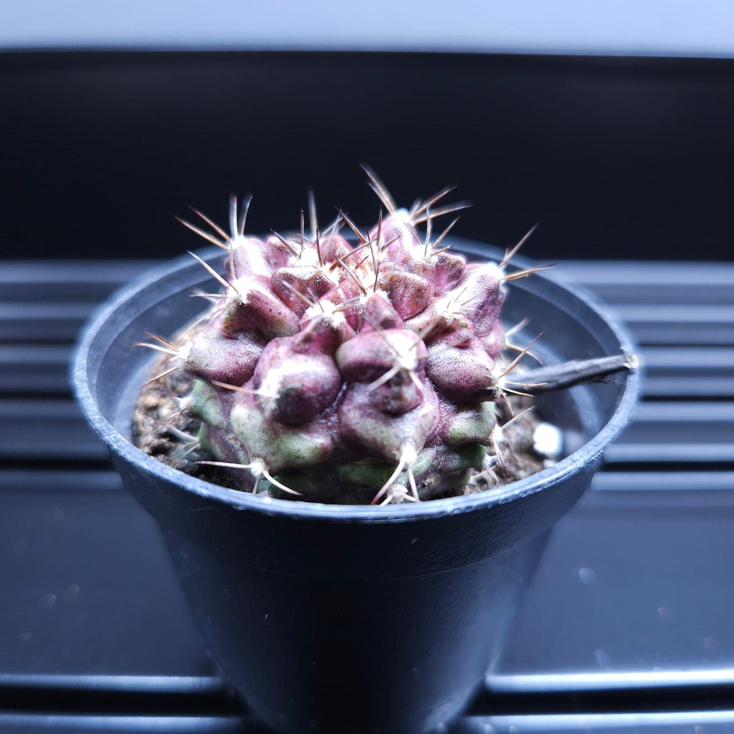 Gymnocalycium Mihanovichii Hell Boy