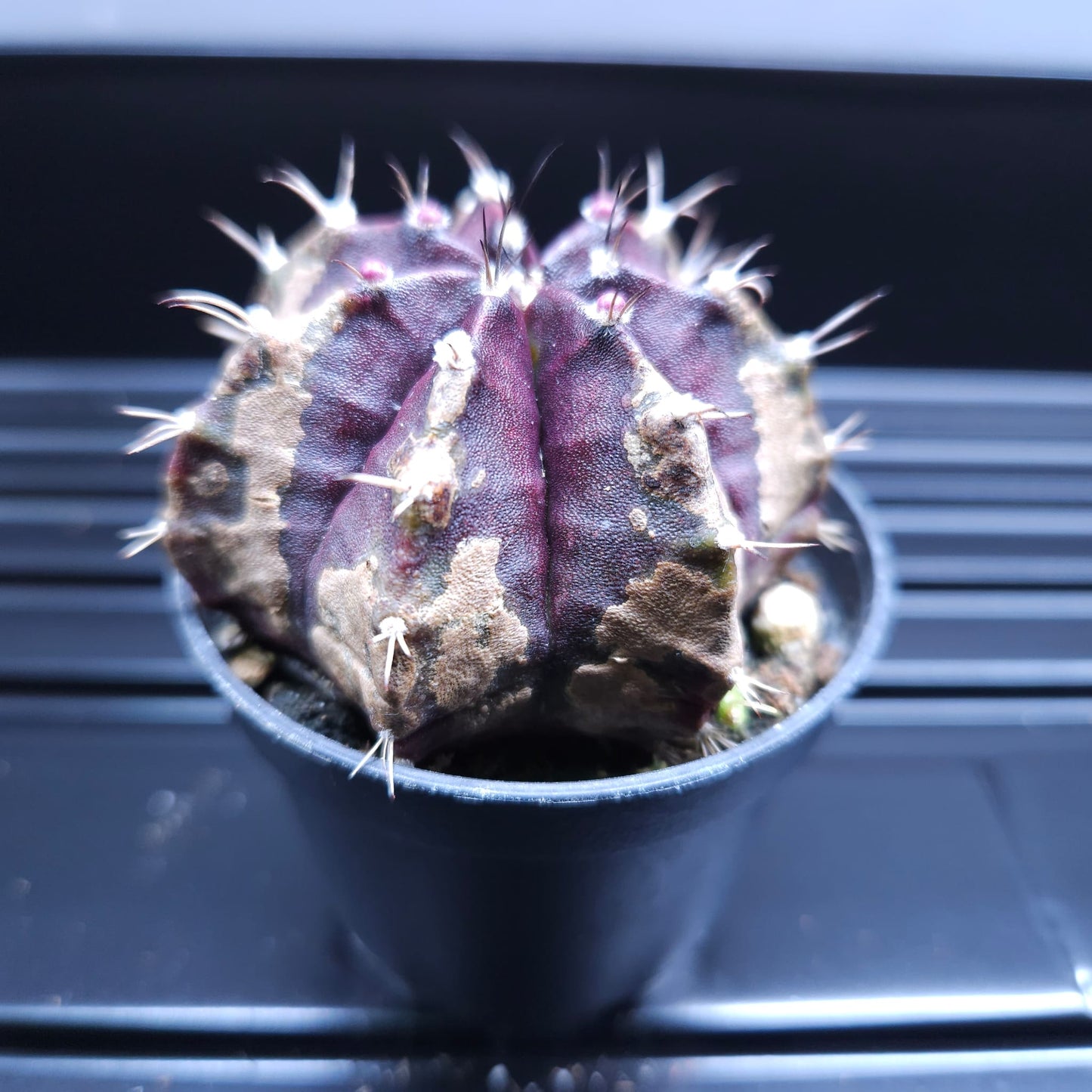 Gymnocalycium Mihanovichii