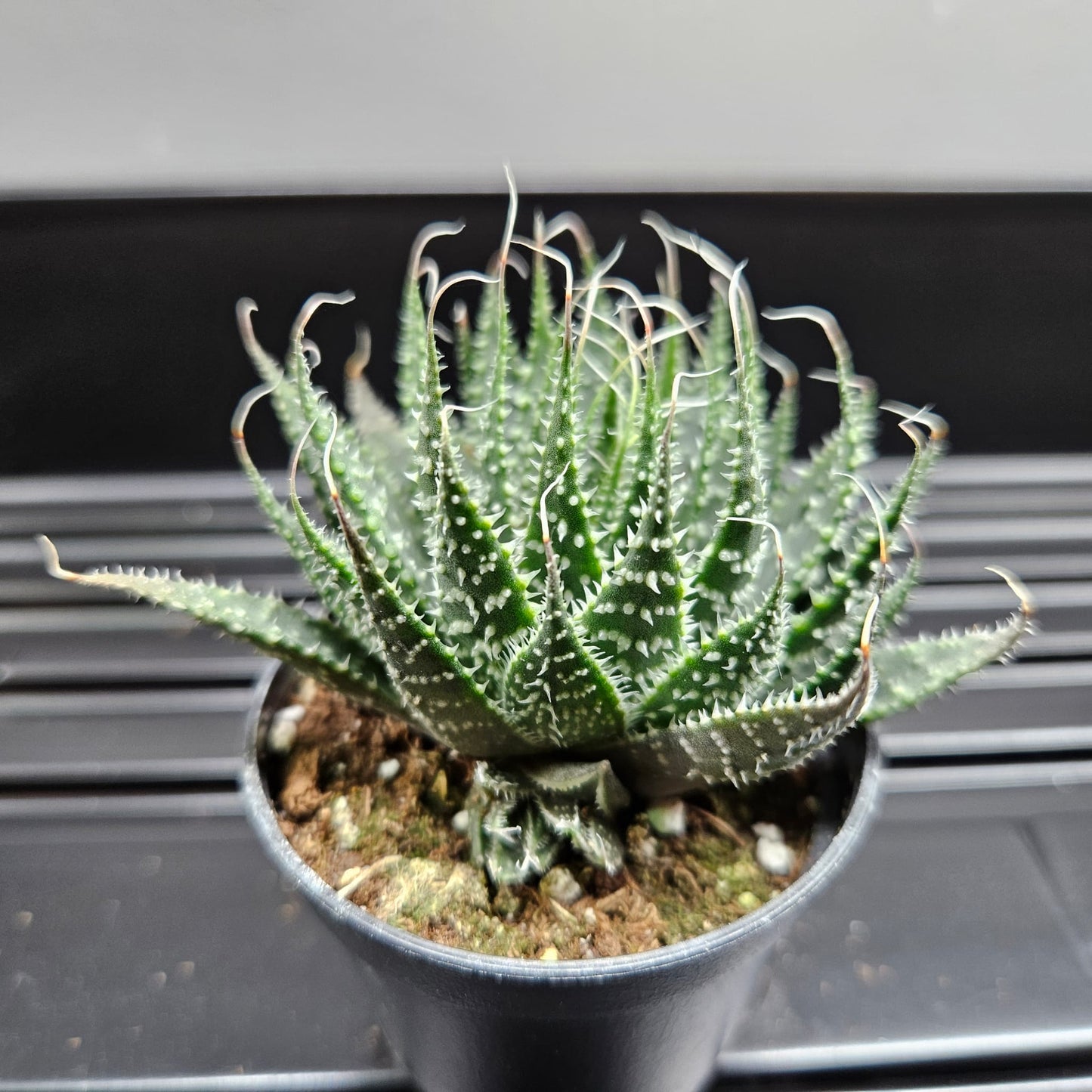 Haworthia Rough Zebra