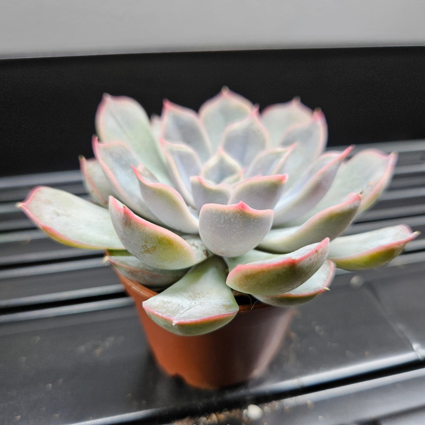 Echeveria Lola