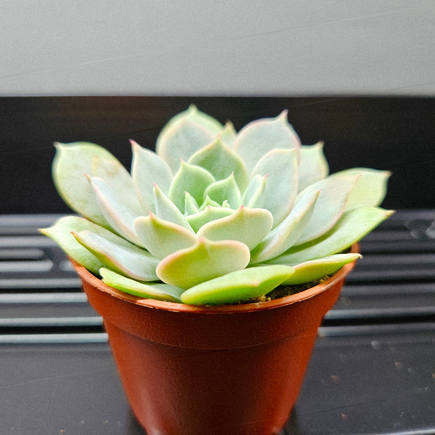 Echeveria Peacockii