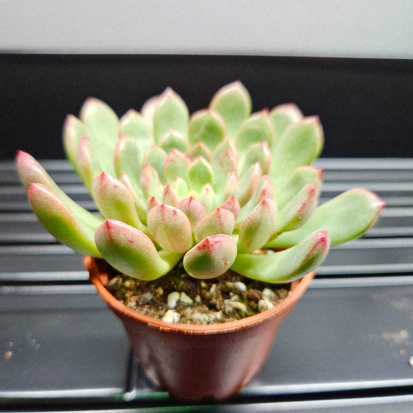Echeveria Ramillette