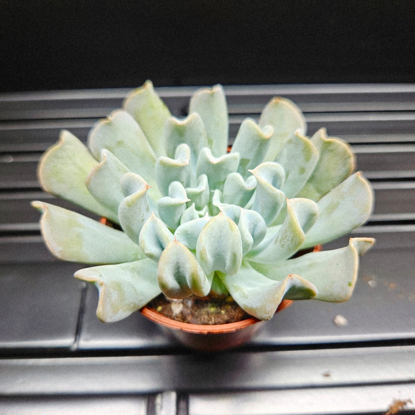 Echeveria Runyonii Topsy Turvy