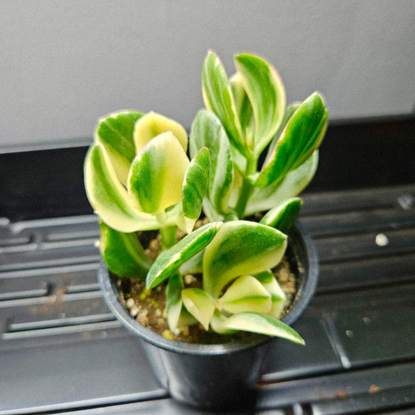 Crassula Ovata Variegata