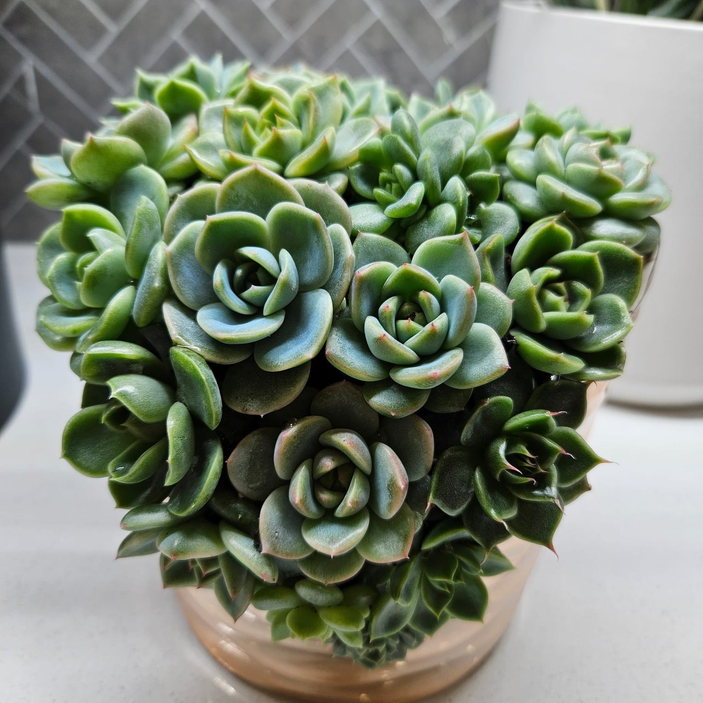 Arrangement succulent d'hybrides rares d'Echeveria - #1