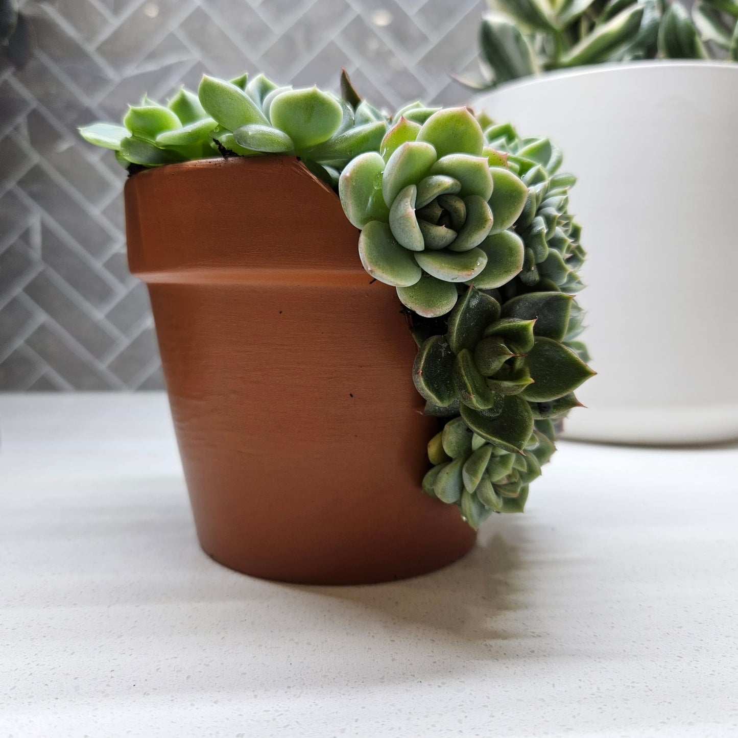 稀有 Echeveria 杂交多肉植物排列 - #2