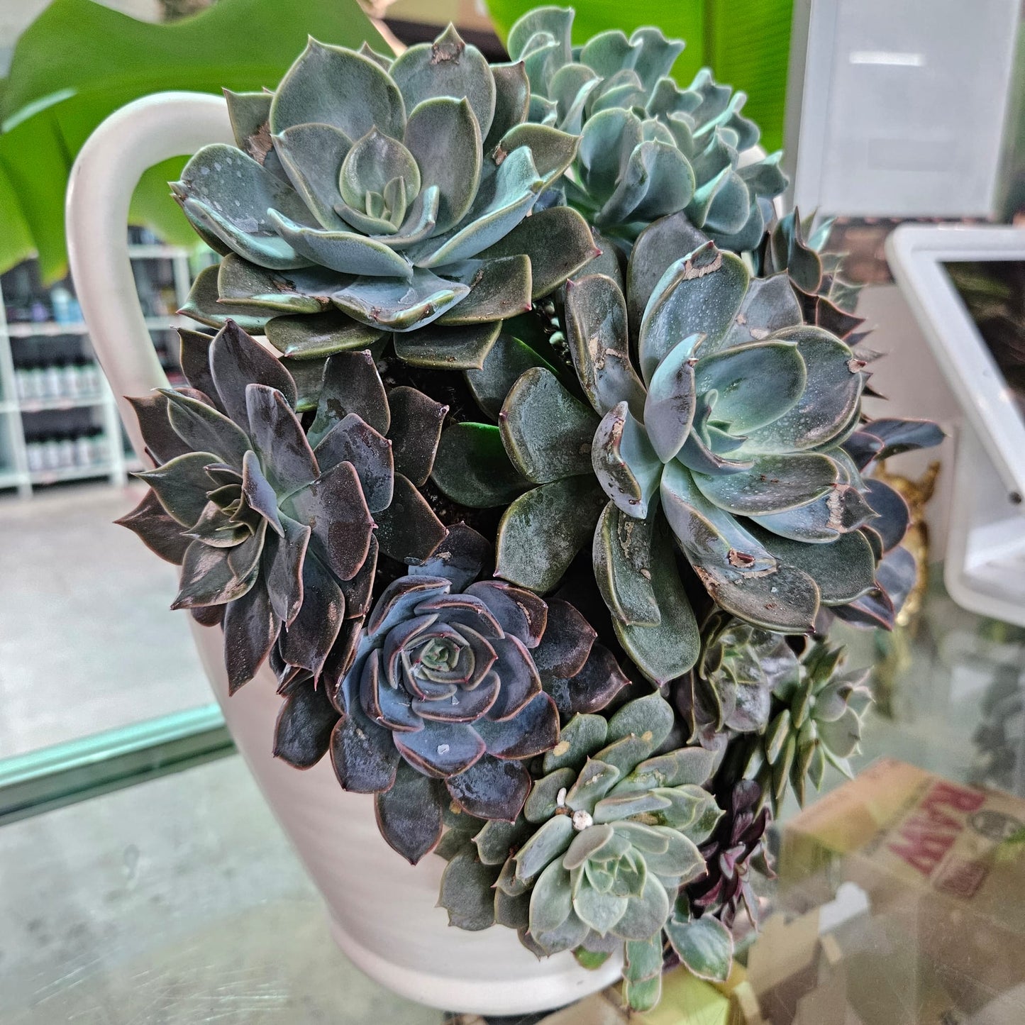 多肉植物组合 - #1