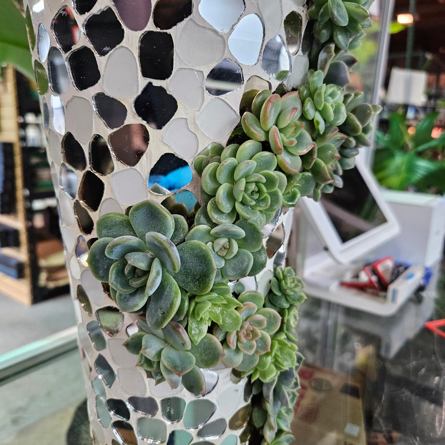 稀有 Echeveria 杂交多肉植物排列 - #4