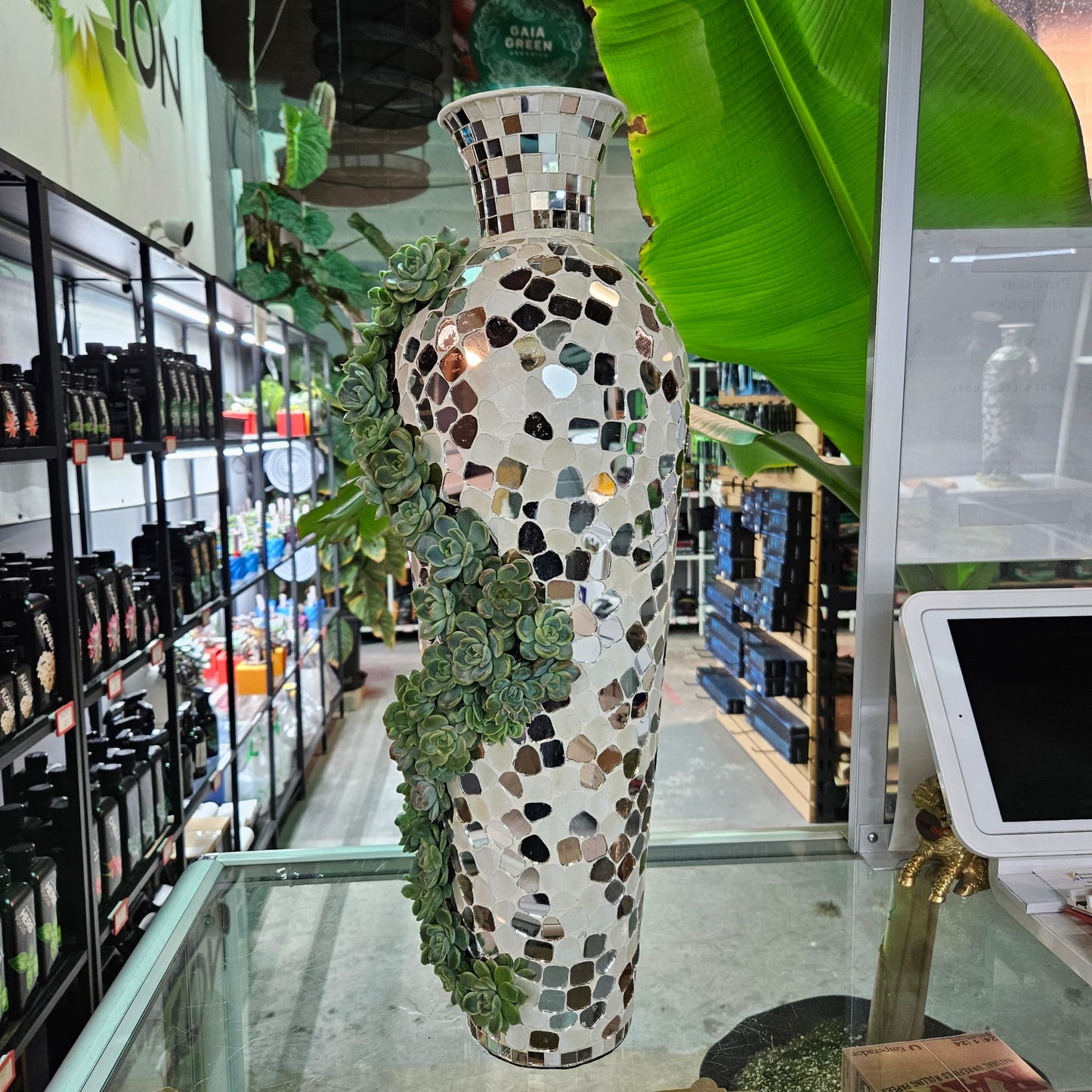 Arrangement succulent d'hybrides rares d'Echeveria - #5