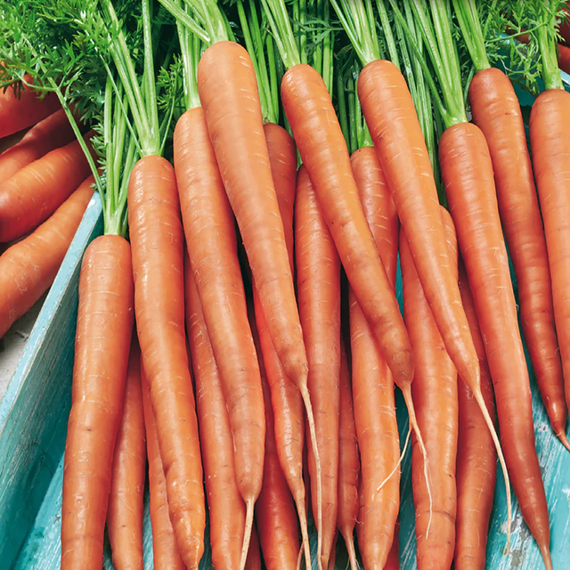 McKenzie Seeds Carrot Seeds, Tendersweet Long Hybrid