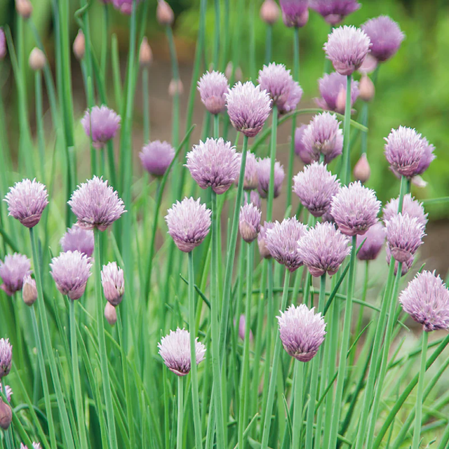 McKenzie Seeds Organic Chives Seeds