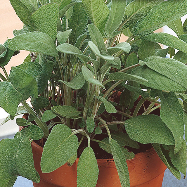 McKenzie Seeds Organic Sage Seeds