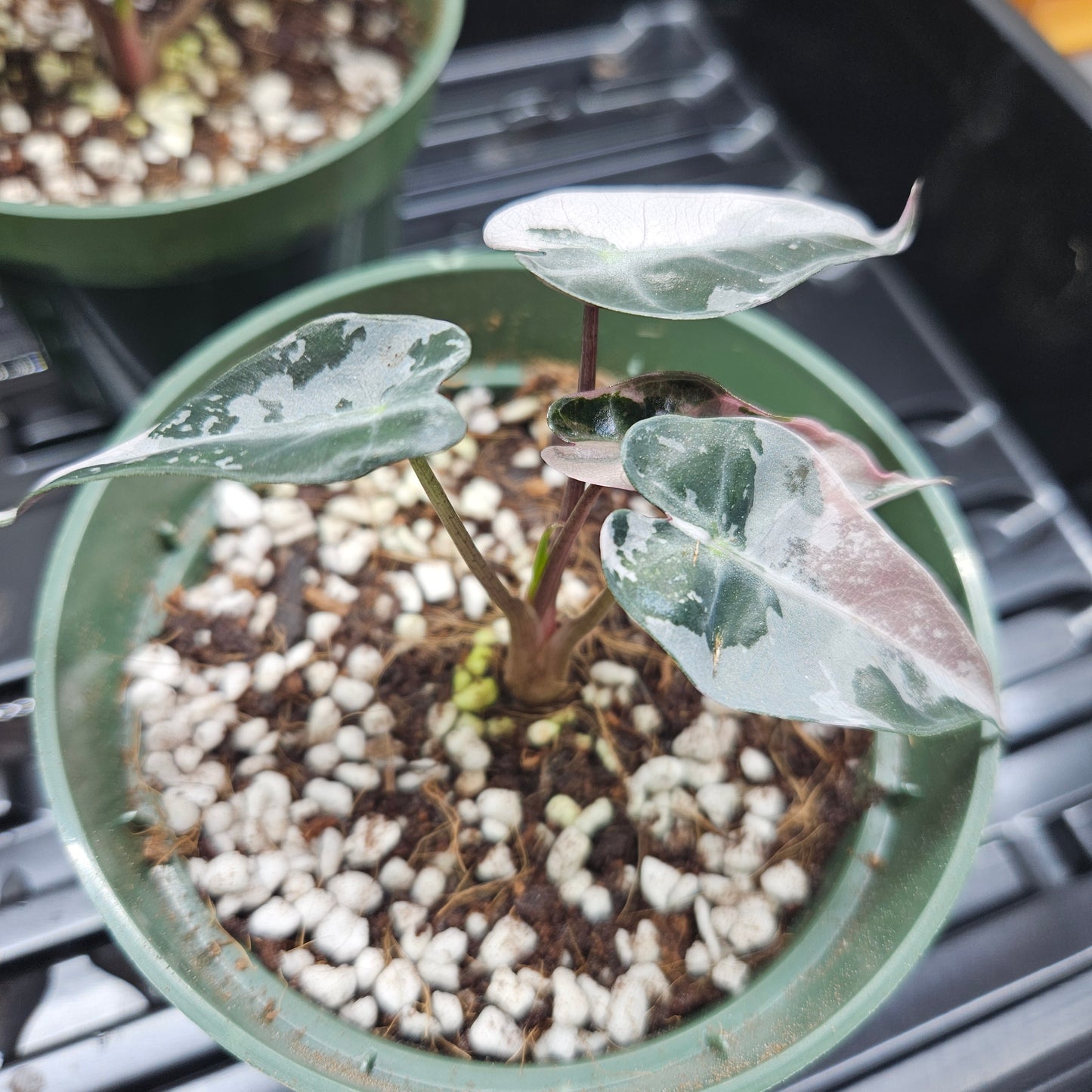 Alocasia Bambino Pink Variegated #6