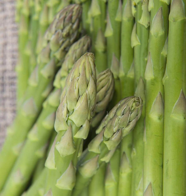 West Coast Seeds Asparagus - UC157 F2