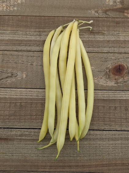 West Coast Seeds Bean - Gold Rush Certified Organic