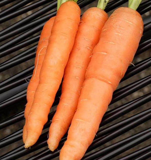 West Coast Seeds Carrots - Scarlet Nantes