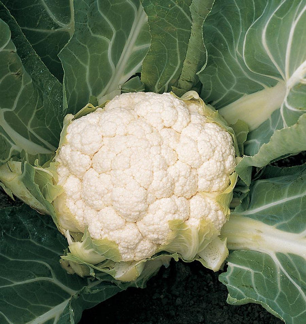 West Coast Seeds Cauliflower - Skywalker F1 (Coated) Certified Organic