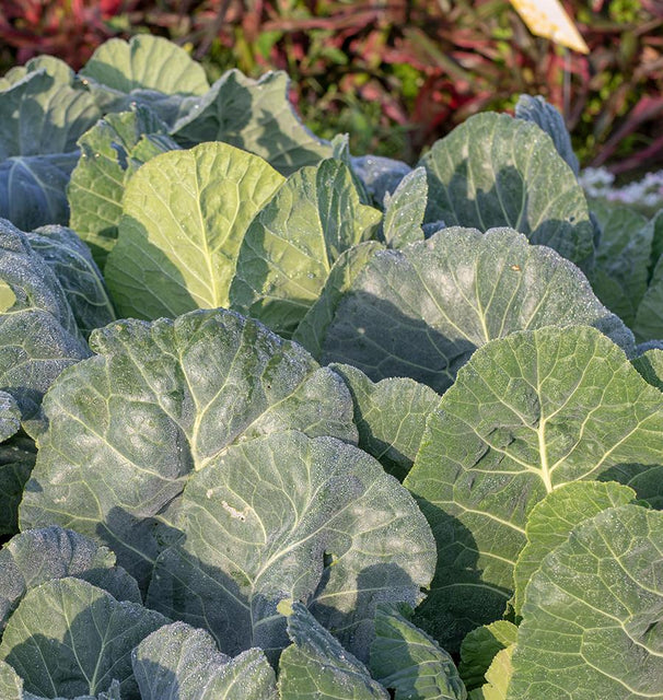 West Coast Seeds Collards - Top Bunch 2.0 F1