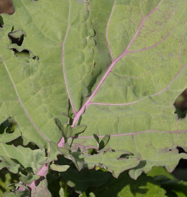 West Coast Seeds Kale - Red Russian Organic