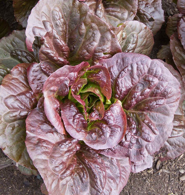 West Coast Seeds Lettuce - Pomegranate Crunch (Pelleted) Certified