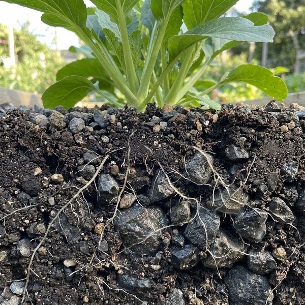 Basalt in Gardening: How This Volcanic Rock Changes Soil, Drainage, and Plant Resilience