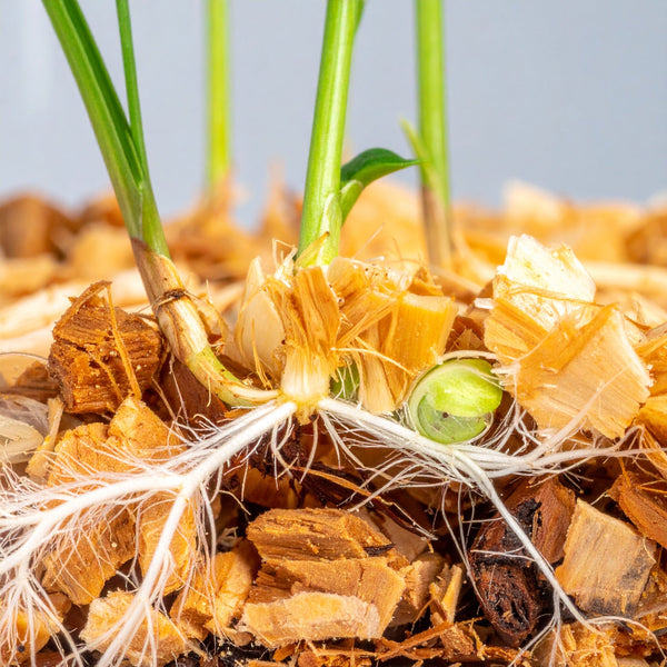 La fibre de coco dans le terreau : ses bienfaits pour les racines, l'eau et la croissance