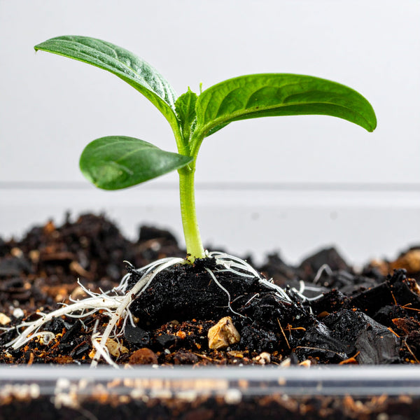 Coconut Shell Biochar: The Root-Zone Upgrade That Makes Potting Mix Work Smarter