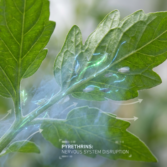 Pyrethrins Explained: A Beginner-Friendly Guide to Fast, Natural Insect Control for Healthier Plants