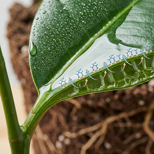 Surfactants Explained: How Alkyl Phenol Ethoxylates Improve Spray Coverage, Uptake, and Plant Results