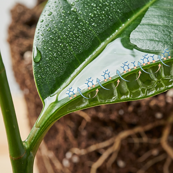 Surfactants Explained: How Alkyl Phenol Ethoxylates Improve Spray Coverage, Uptake, and Plant Results