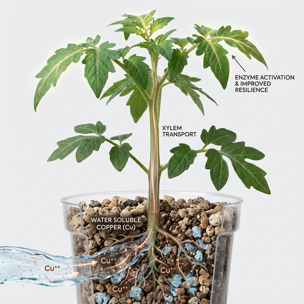 Water Soluble Copper (Cu) Explained: The Fast-Acting Micronutrient That Protects Growth and Prevents Hidden Deficiencies