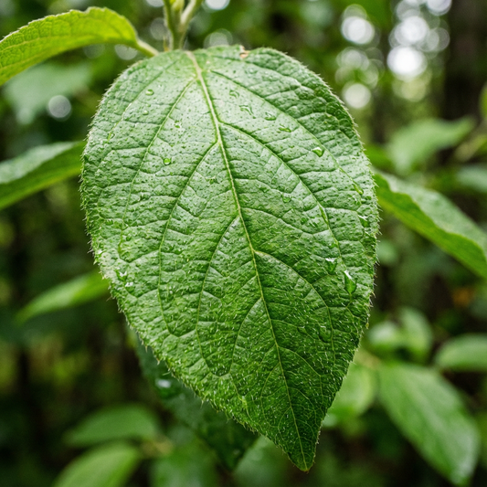 Nitrate Nitrogen (N): The Stable, Growth-Focused Form of Nitrogen Every Grower Should Understand