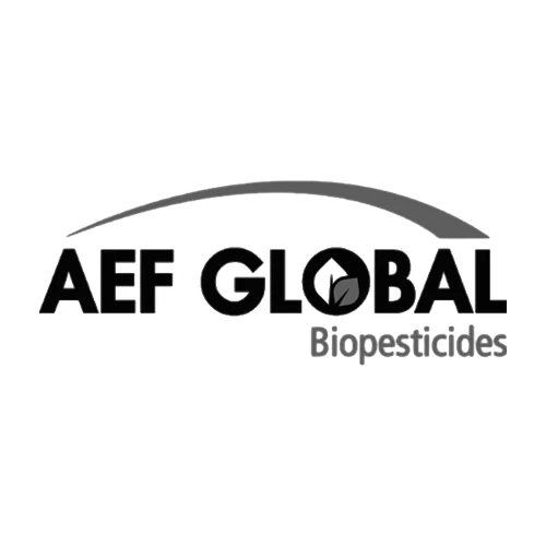 AEF Global