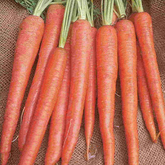 McKenzie Seeds Organic Carrot Seeds, Imperator